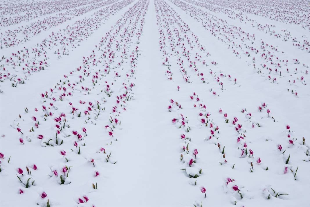 Ünlü lale bahçesi bu yıl bambaşka bir görsel şölen sunacak 10